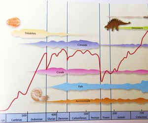 Ultimate extinction from: Life and the environment 